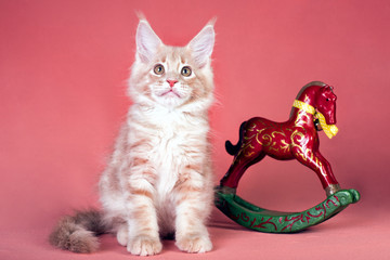 Pretty maine coon kitten and horse toy on pink background.
