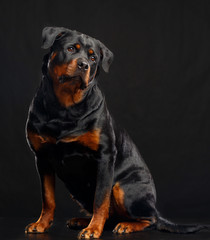 Fototapeta premium Rottweiler Dog Isolated on Black Background in studio