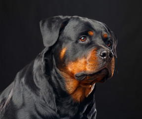 Rottweiler Dog  Isolated  on Black Background in studio