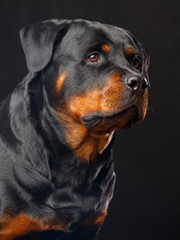 Obraz premium Rottweiler Dog Isolated on Black Background in studio