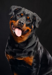 Fototapeta premium Rottweiler Dog Isolated on Black Background in studio