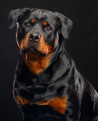 Rottweiler Dog  Isolated  on Black Background in studio