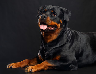 Rottweiler Dog  Isolated  on Black Background in studio