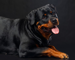 Fototapeta premium Rottweiler Dog Isolated on Black Background in studio