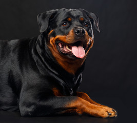 Rottweiler Dog  Isolated  on Black Background in studio