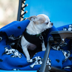 Short Hair Apple Head Chihuahua