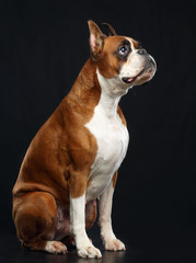 German boxer Dog  Isolated  on Black Background in studio