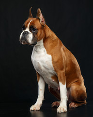 German boxer Dog  Isolated  on Black Background in studio
