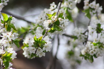 Blooming cherrry tree
