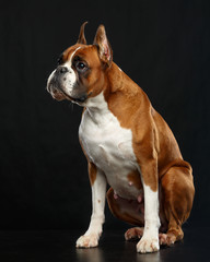 German boxer Dog  Isolated  on Black Background in studio