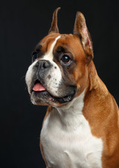 German boxer Dog  Isolated  on Black Background in studio
