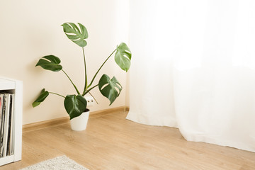 Cozy home interior with monstera palm plant