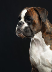 German boxer Dog  Isolated  on Black Background in studio