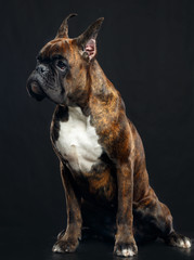 German boxer Dog  Isolated  on Black Background in studio