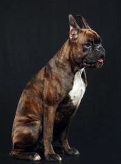 German boxer Dog  Isolated  on Black Background in studio