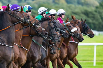Race horses and jockeys lining up at the start line on the race track