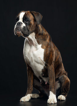 German Boxer Dog  Isolated  On Black Background In Studio