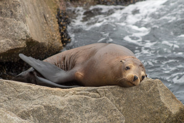 California Nature Animals