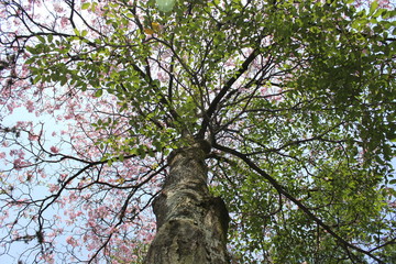 Pink tree (Handroanthus) 4