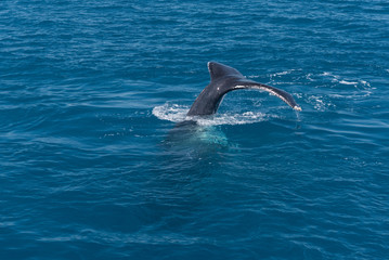 Humpback whale tail flukes in Platypus Bay, Hervey Bay Marine Park, Queensland, Australia.