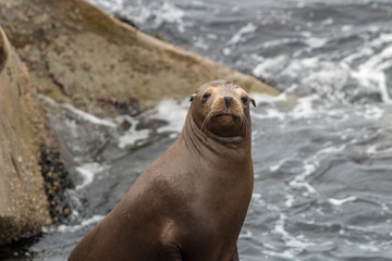Fototapeta premium California Nature Animals