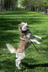 Outdoor portrait of a white and brown Siberian husky dog jumping, standing on hind legs, playing outside in the park on a sunny day