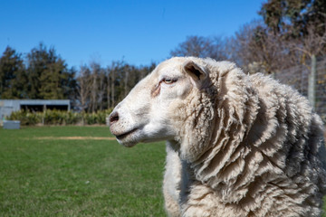 Fototapeta premium A white woolly ram with a strong character and personality