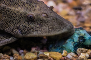 Peixe em aqu&aacute;rio