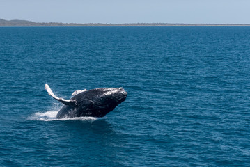 Humpback whale breaching in Platypus Bay, Hervey Bay Marine Park, Queensland, Australia.