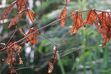 Close up dried leaves on spider web
