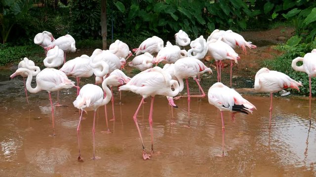 4k video of flamingo or flamingoes are resting in pond
