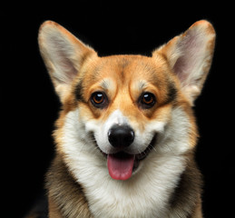Welsh Corgi Cardigan Dog  Isolated  on Black Background in studio