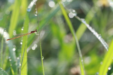 Close up tiny orange dragonfly on grass leaf 