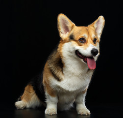 Welsh Corgi Cardigan Dog  Isolated  on Black Background in studio