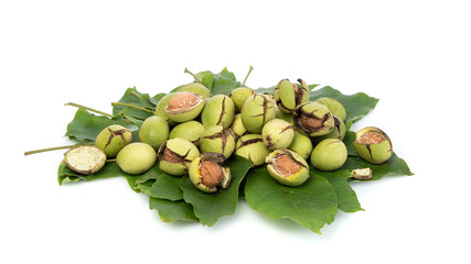 Group of green walnuts scattered on a leaf, on a white background with shadows, composition, at an angle