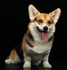 Welsh Corgi Cardigan Dog  Isolated  on Black Background in studio