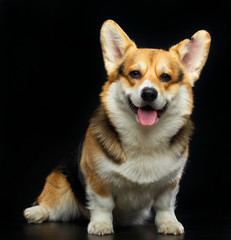 Welsh Corgi Cardigan Dog  Isolated  on Black Background in studio