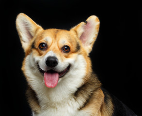 Welsh Corgi Cardigan Dog  Isolated  on Black Background in studio