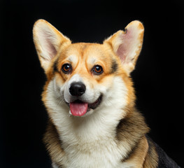 Welsh Corgi Cardigan Dog  Isolated  on Black Background in studio