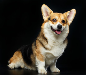 Welsh Corgi Cardigan Dog  Isolated  on Black Background in studio