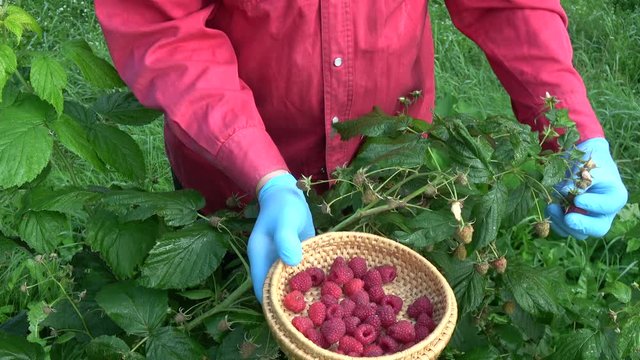 Gardener hands with glove picking harvesting fresh raspberries in wicker basket 