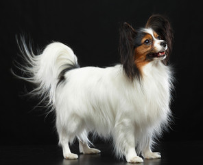 Continental toy spaniel, papillon Dog  Isolated  on Black Background in studio