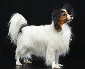 Continental toy spaniel, papillon Dog  Isolated  on Black Background in studio