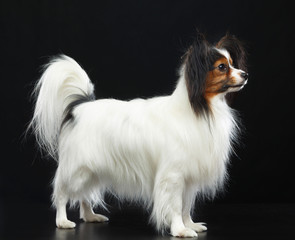 Continental toy spaniel, papillon Dog  Isolated  on Black Background in studio