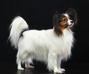 Continental toy spaniel, papillon Dog  Isolated  on Black Background in studio