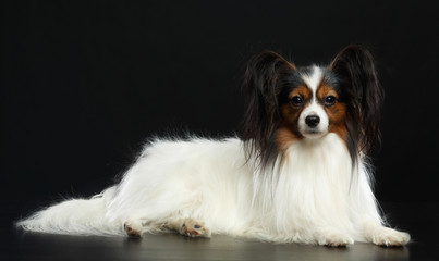 Fototapeta premium Continental toy spaniel, papillon Dog Isolated on Black Background in studio
