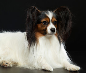 Continental toy spaniel, papillon Dog  Isolated  on Black Background in studio