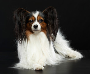 Continental toy spaniel, papillon Dog  Isolated  on Black Background in studio