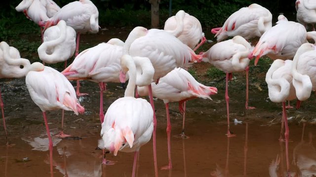4k video of flamingo or flamingoes are resting in pond