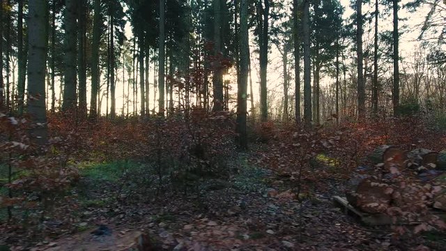 Stabilized tracking shot of sunlight at sunset or sunrise flaring through the trees in a forest at sunrise or sunset